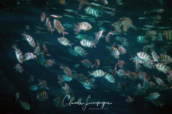 School of ... by Claude Lespagne 